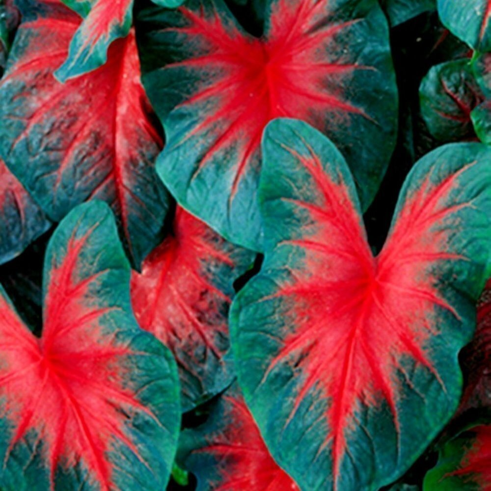 2x John Peed CALADIUM BULBS
